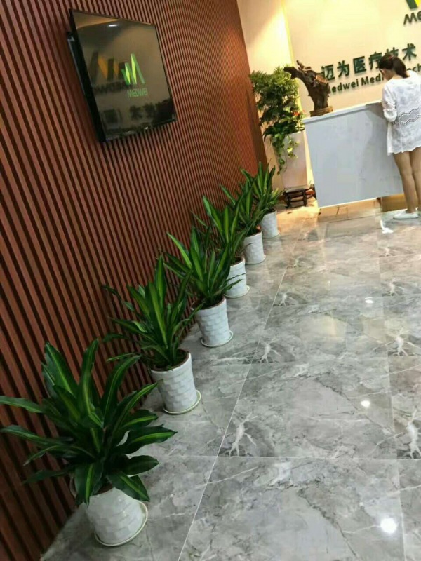 中型室內(nèi)植物