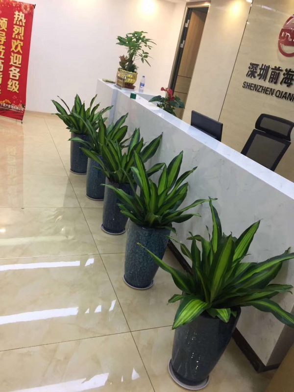 中型室內(nèi)植物