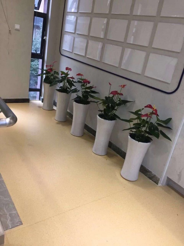 中型室內(nèi)植物