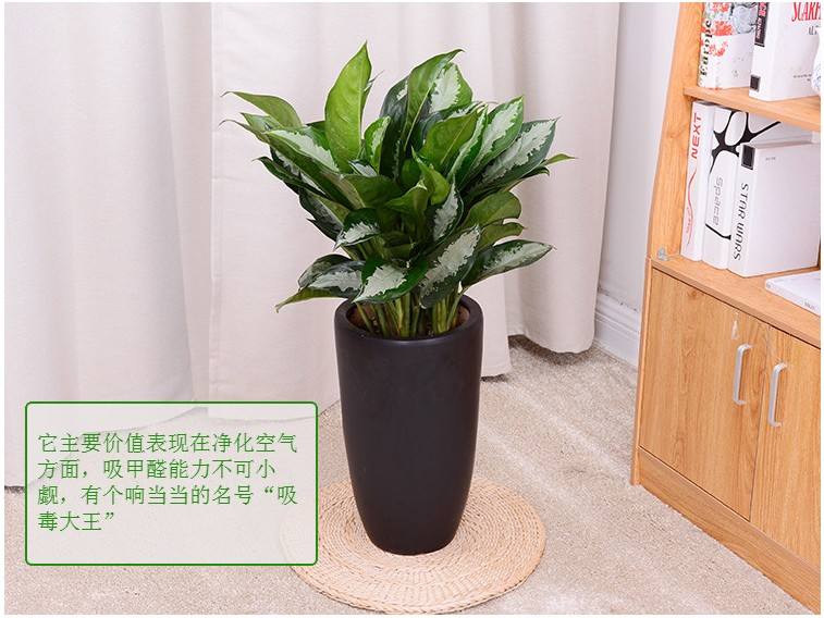 中型室內植物