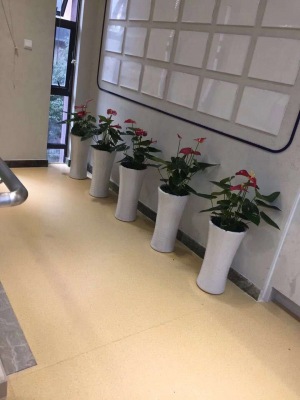 中型室內植物