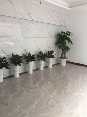 中型室內植物